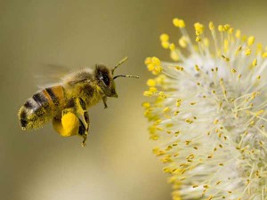 beepollen