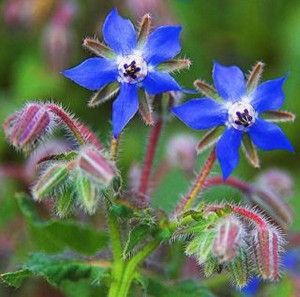 flax borage oil