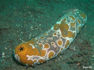 sea-cucumber