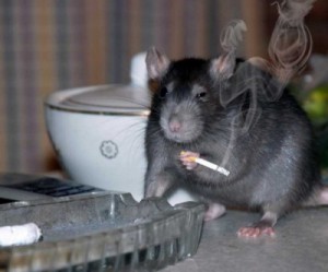 mens health smoking-rat