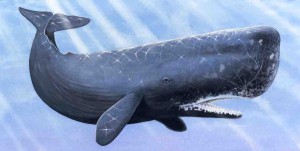 sperm whale