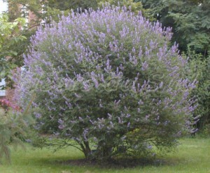 vitex agnus castus